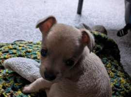 Jack russel puppy
