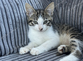 Tabby kitten