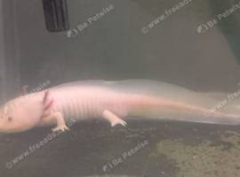 Axolotl pink male