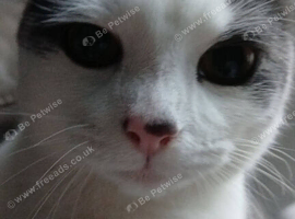 Beautiful 1 year old cat