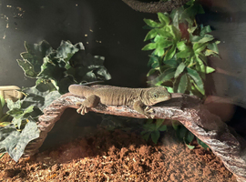 Madagascan Day Gecko