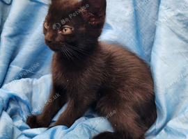 11 adorable kittens for sale