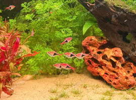8x harlequin Rasboras