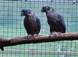 Dusky Pionus and Green Thighed Caiques