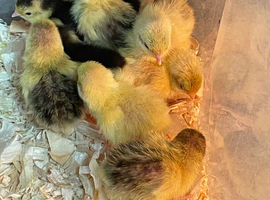 Chinese painted Button quail chicks Group of 11