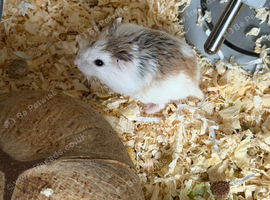 Make hamster