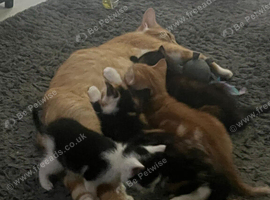 4 kittens  forsale