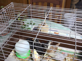 Serama Chicks and one year old adults