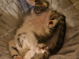 2 female cats