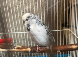 Budgie and cage