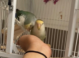 Breeding Pair Of Lovebirds With Cage