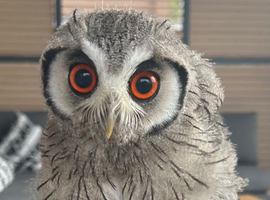 Female white faced scop wanted
