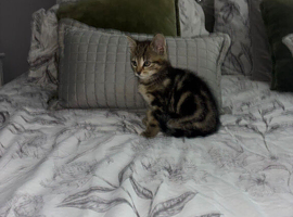 Bengal x tabby urgent