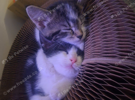 8 week old kittens looking for a loving home