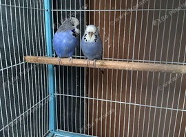 Pair of violet budgies