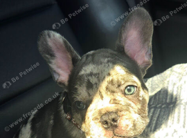French bulldog puppy