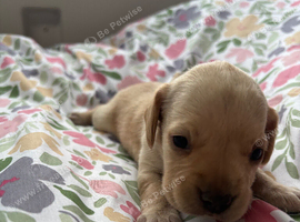 Miniature dachshund pups