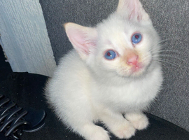 Ragdoll cross