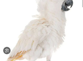 WANTED COCKATOO MUST BE HAND TAME AND LIKE MEN &pound;1000