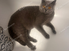 Male British Shorthair