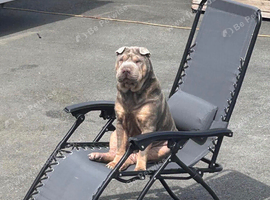 Lilac tan sharpei