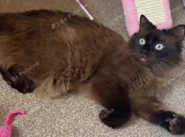 Mink ragdoll Queen