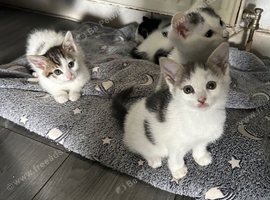 6 weeks old kittens