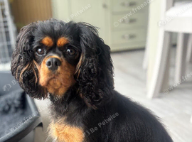 KC Reg 3yr old CKCS female
