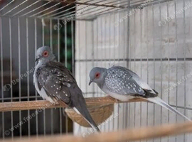 Diamond doves