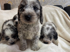 Cockapoo puppies ready now