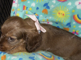 Longhaired miniature dachshund