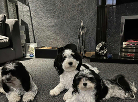 Havanese Maltese mix puppie