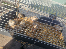 Jumbos QUAIL Chicks Available 3 weeks old