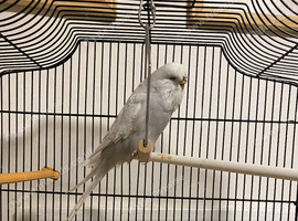 Budgie