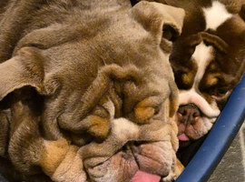1 male and 1 female bulldog