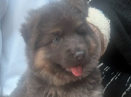 Blue & Tan GSD