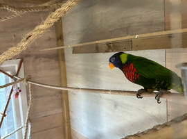 Coconut lorikeet wanted