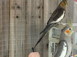 Cockatiels