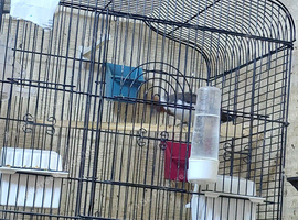 1 mail red cardinal for sale 2026