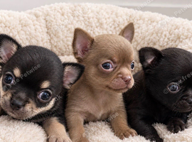 Tiny chihuahua puppies