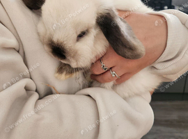 Mini lop female