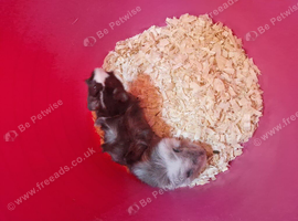 Beautiful Female baby guinea pigs