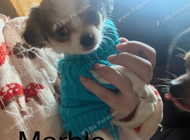 Chihuahua Pups!