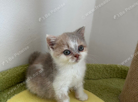 Beautiful TICA Reg British Short Hair