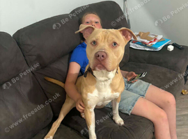 14 month old staffy pup