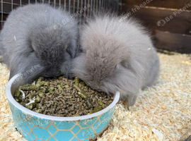 Lop bunnies for sale