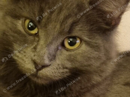 Female neublung breed cat