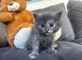 Kittens for sale