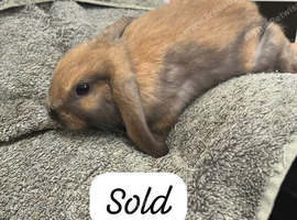 Gorgeous Mini Lop Babies Ready Now!