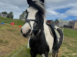 Piebald cob looking for new home